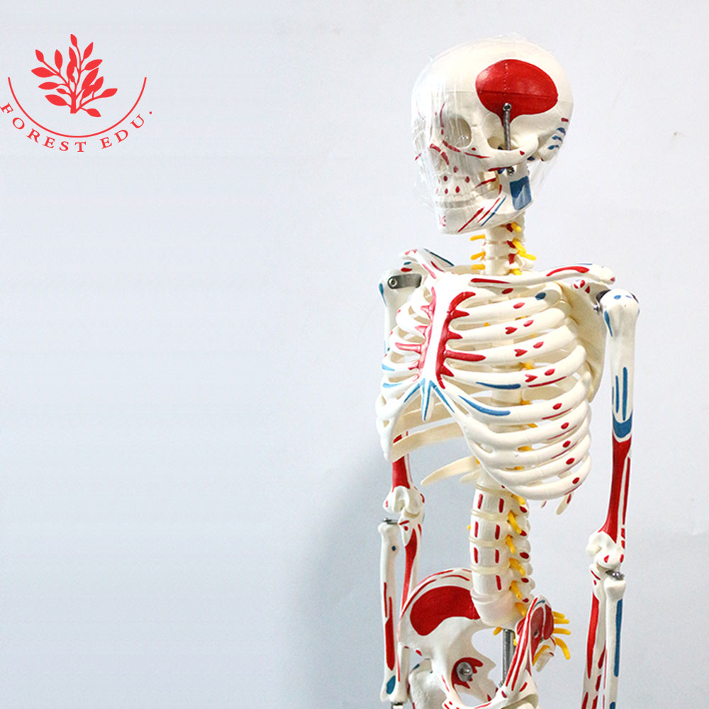 Human Anatomy Model For Sale Medical Whole Body Painted Muscle Points