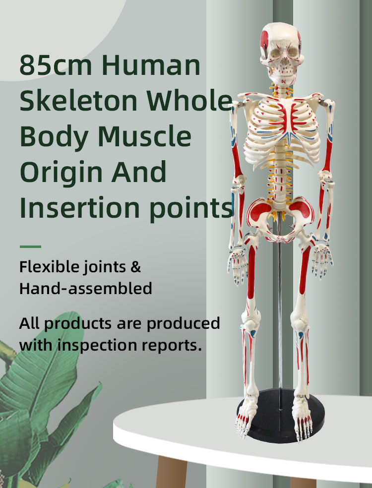 Human Anatomy Model For Sale Medical Whole Body Painted Muscle Points